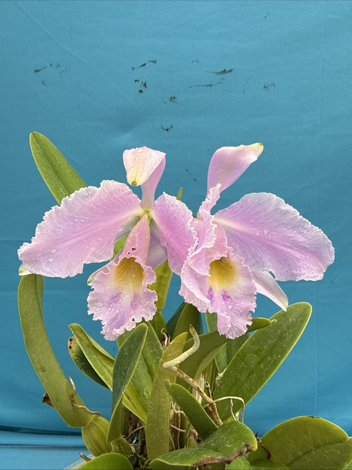 Cattleya gaskelliana Concolor Pink White Yellow Rare Species Orchid Eros 7” Pot