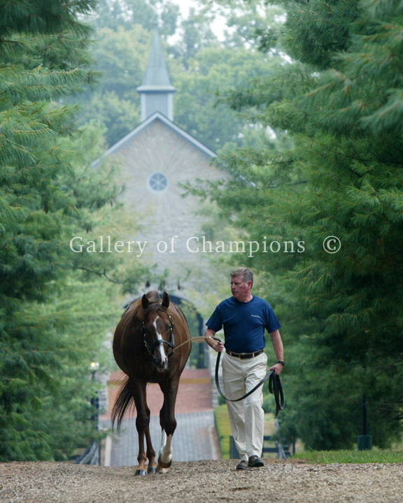 Giant\'s Causeway At Ashford Photo 8\