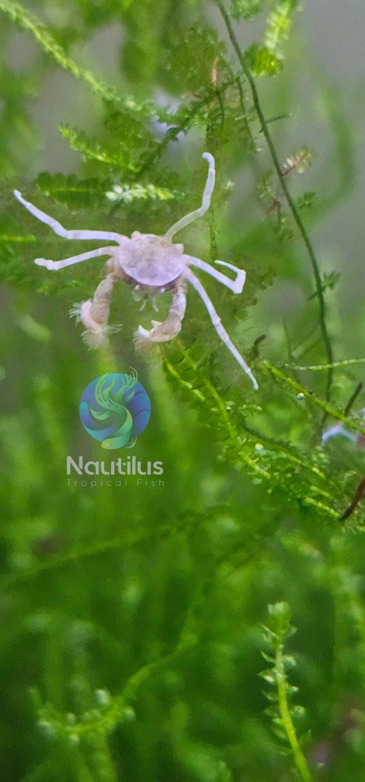 Thai Micro Crabs - US SELLER - we combine shipping