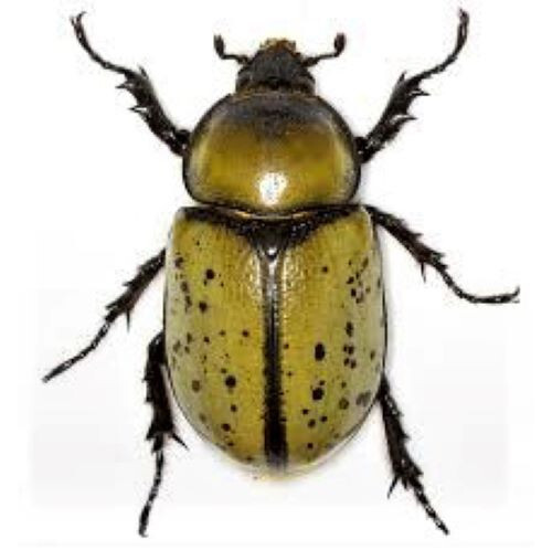 Dynastes tityus FEMALE hercules beetle Indiana USA Dynastes tityus FEMALE hercules beetle Indiana USA