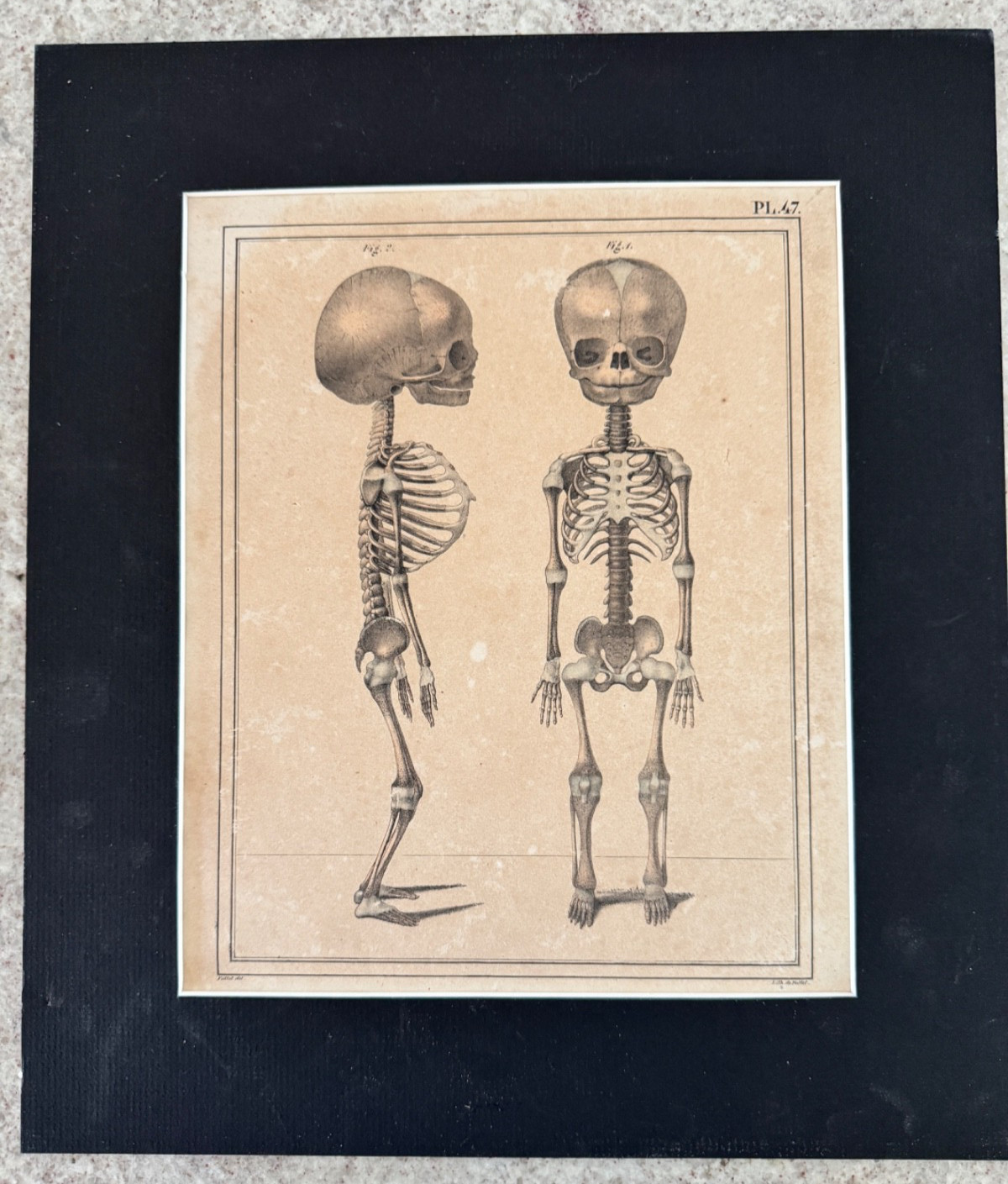 Antique Anatomy - Child's Skeleton - Plate #47 J. Cloquet (circa 1825)