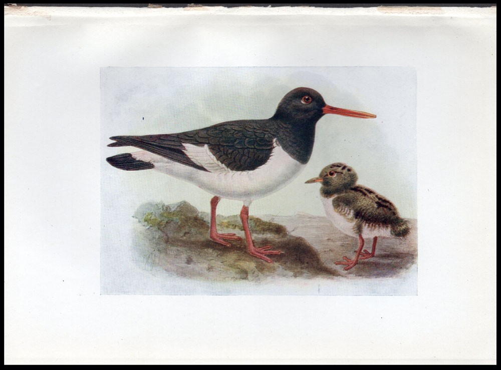 1917 H.E. Dresser Birds of Britain Original Antique Bird Print Oyster Catcher
