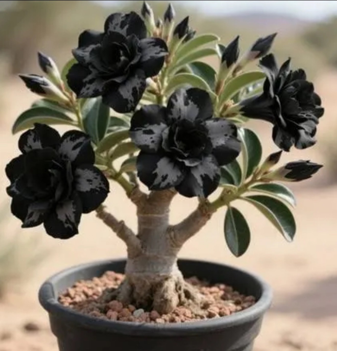 Dark Matter Desert Rose Adenium Obesum SMALL Rooted Seedling Plant 3-6\ Dark Matter Desert Rose Adenium Obesum SMALL Rooted Seedling Plant 3-6\