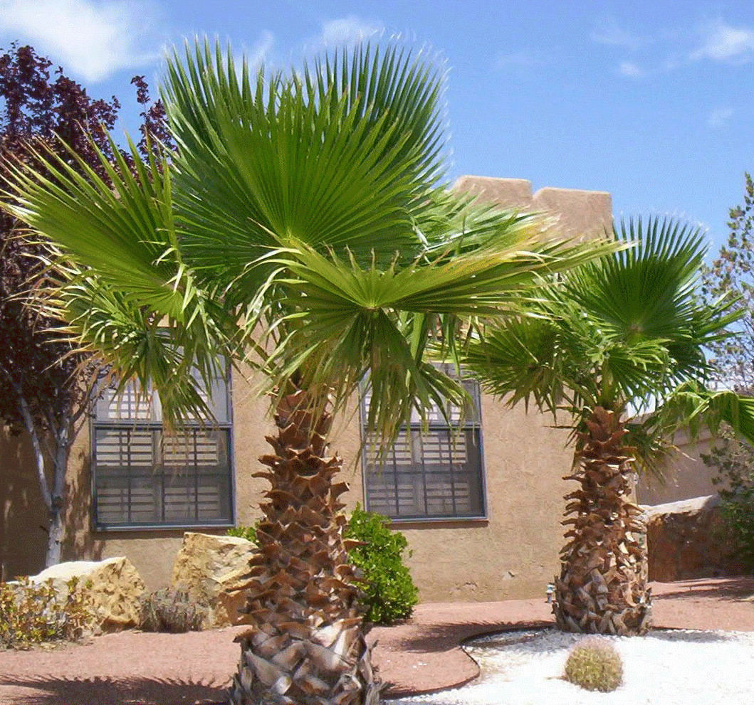 California Fan Palm 10 Seeds Washingtonia Filifera  