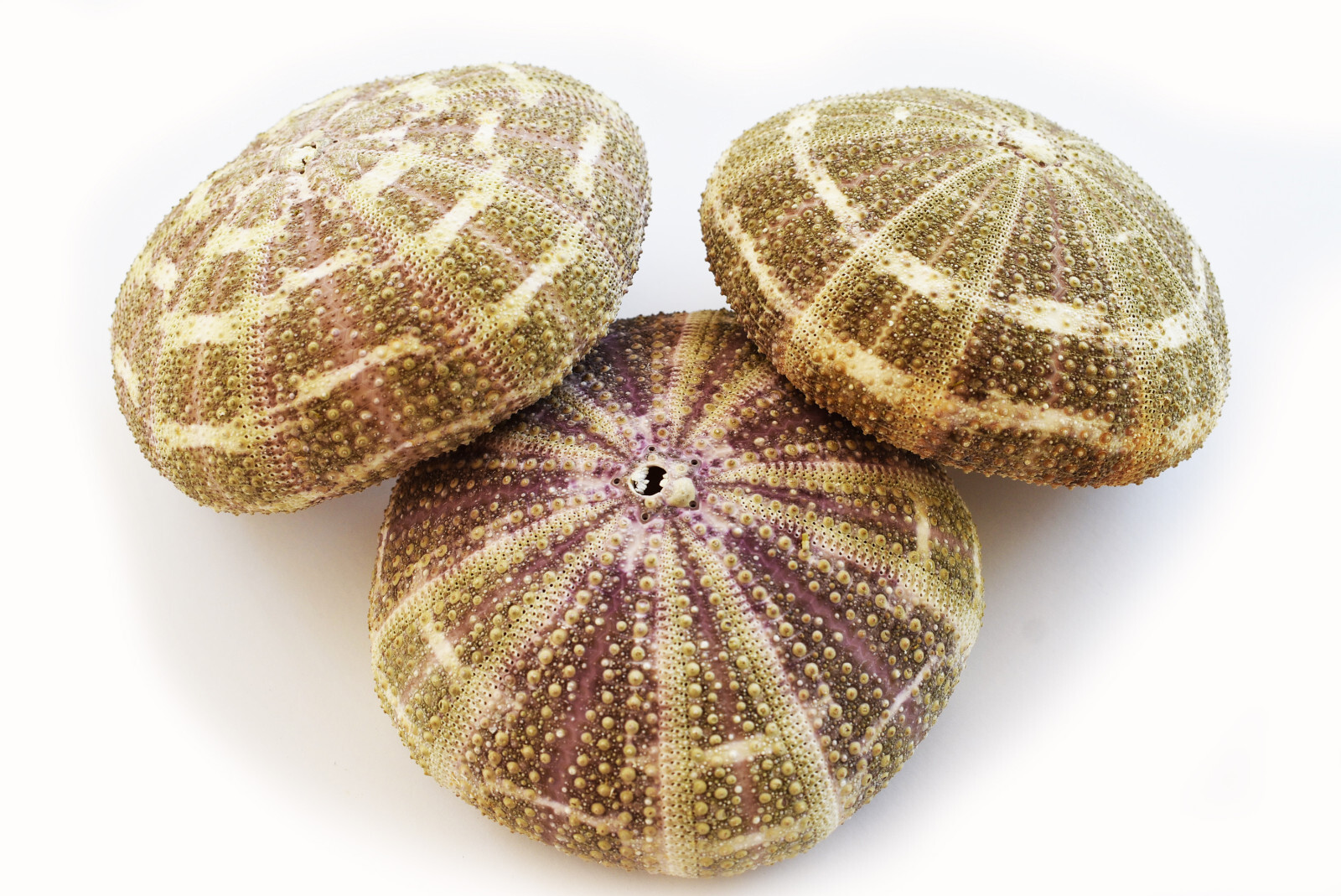 3 Beautiful Large Alfonso Gator Sea Urchins 3-4\