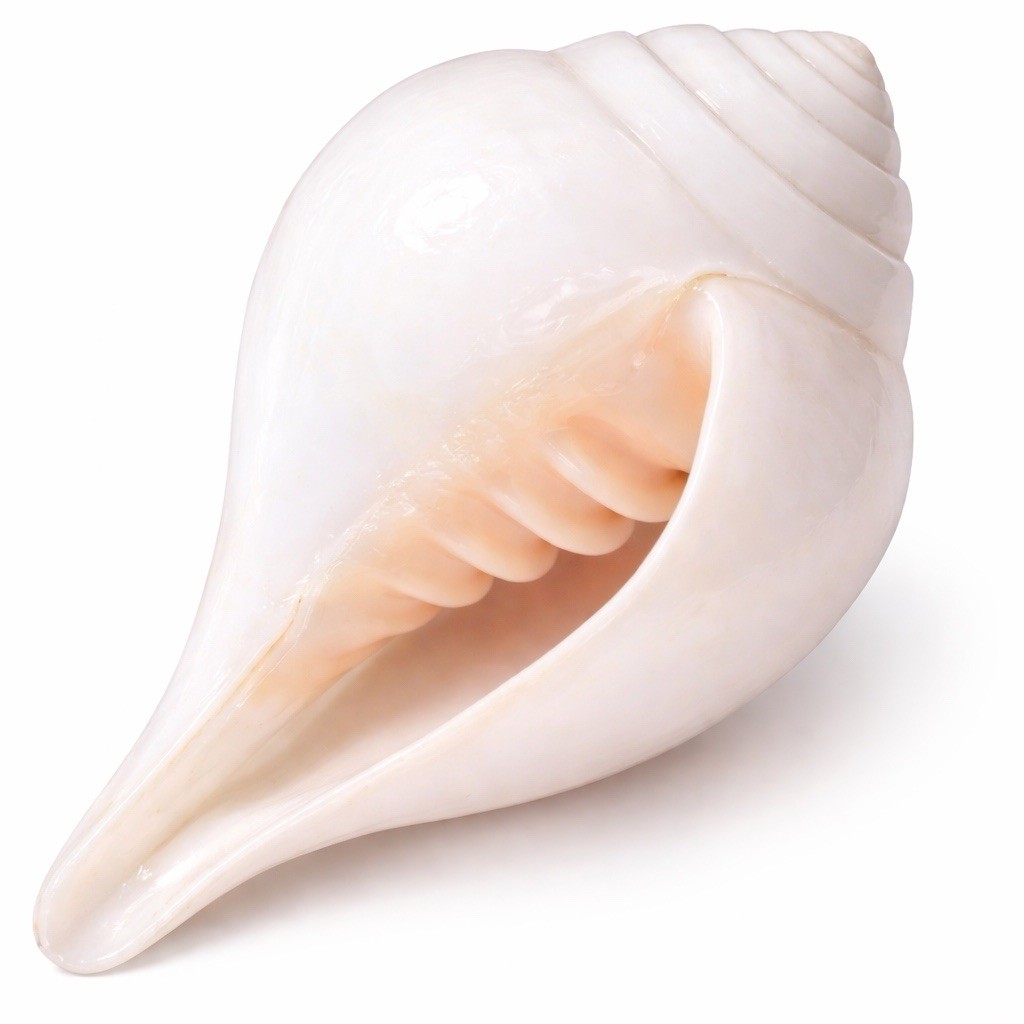 Natural White Conch Shell Shankh for Pooja and Blowing, Authentic Sound, 6 Inch
