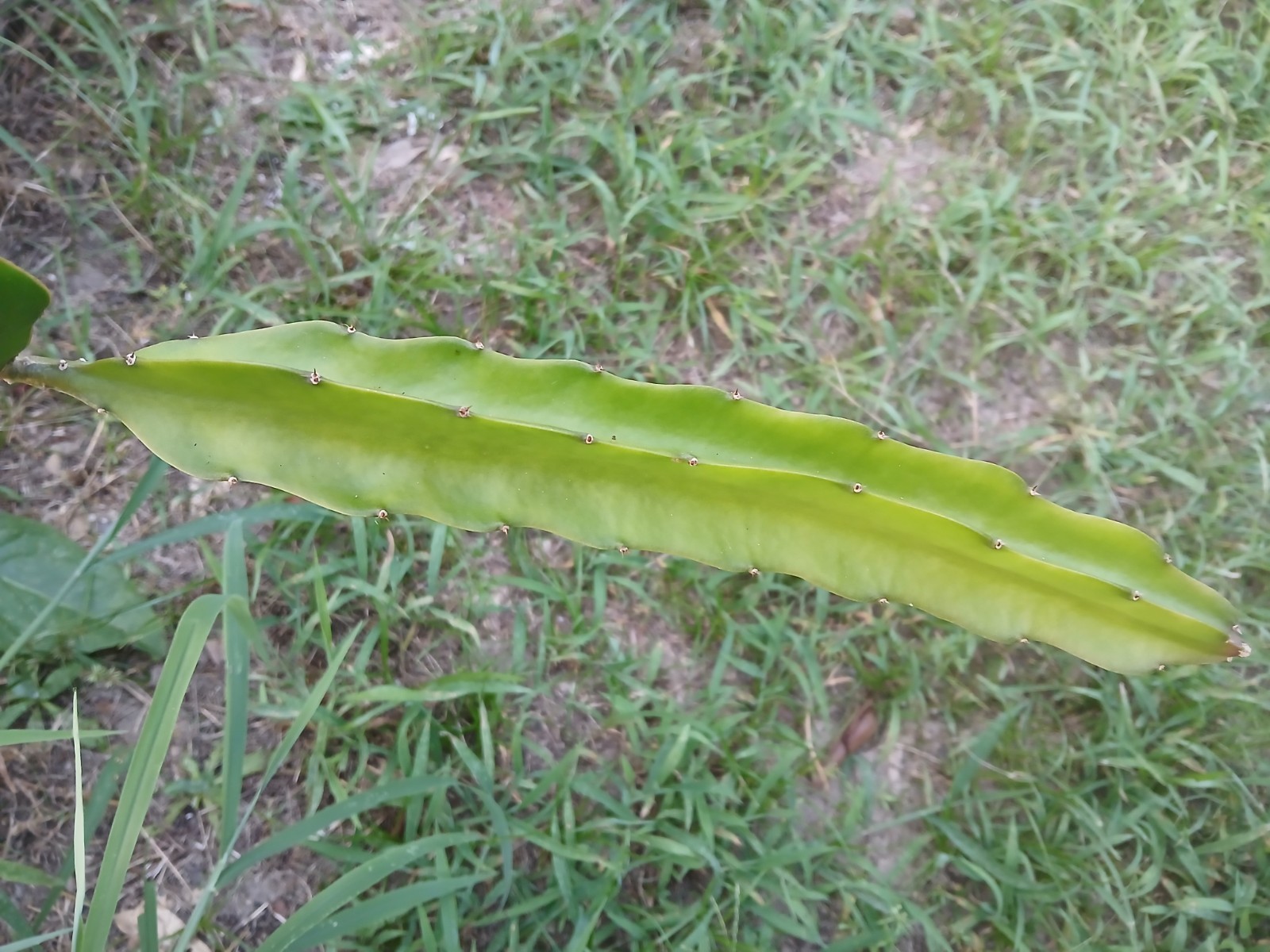 FRESH DRAGON FRUIT CUTTINGS - RANDOM VARIETY - 10\