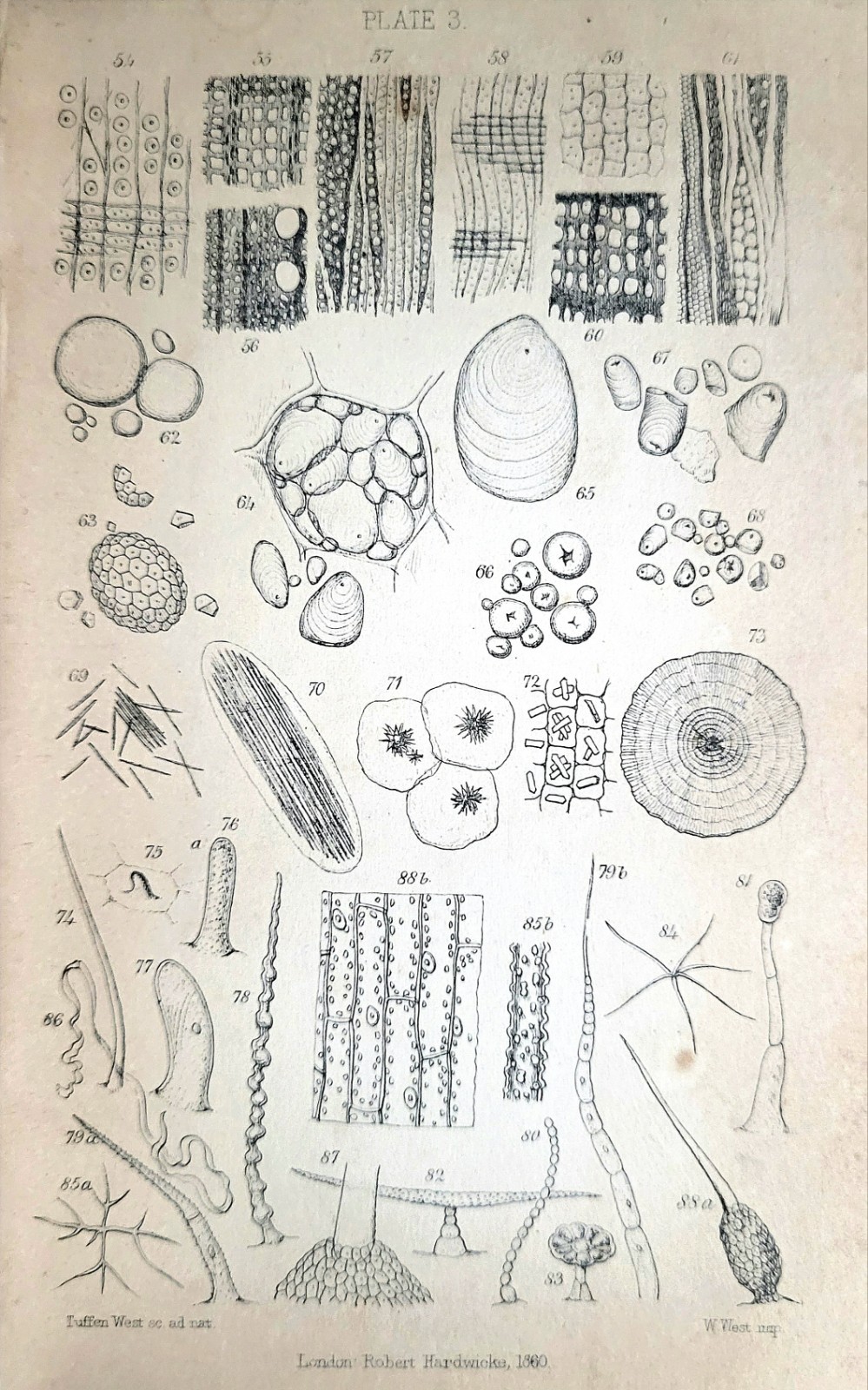1860s Half Hours With The Microscope Edwin Lankester - Antique Microbiology Book