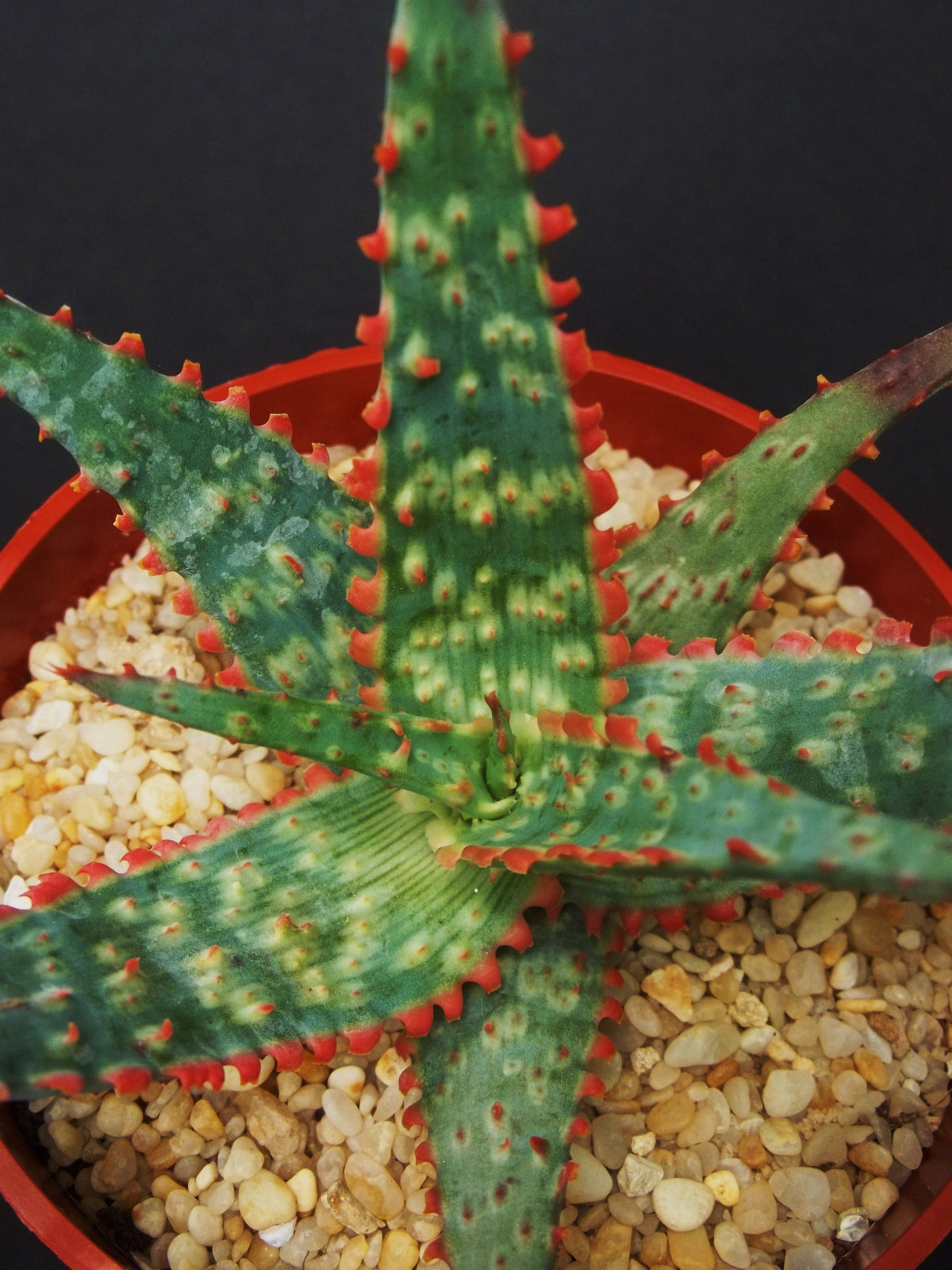 Aloe cultivar CORAL FIRE, exotic hybrid rare blue red color succulent plant 4\