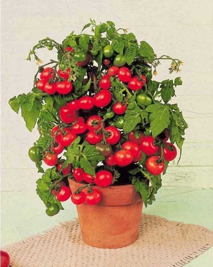 30 TINY TIM MICRO DWARF TOMATO SEEDS ~ heirloomseedguy ~ 2026 ~ NON-GMO