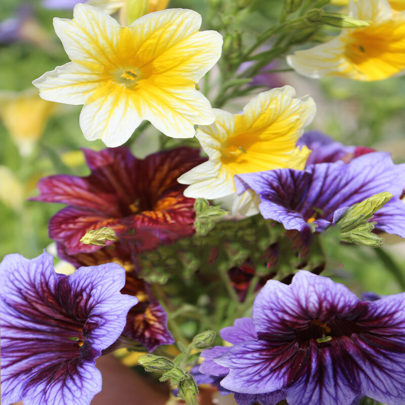 Chilean Morning Glory seeds 50pcs Mixed Color Blooms for Stunning Garden