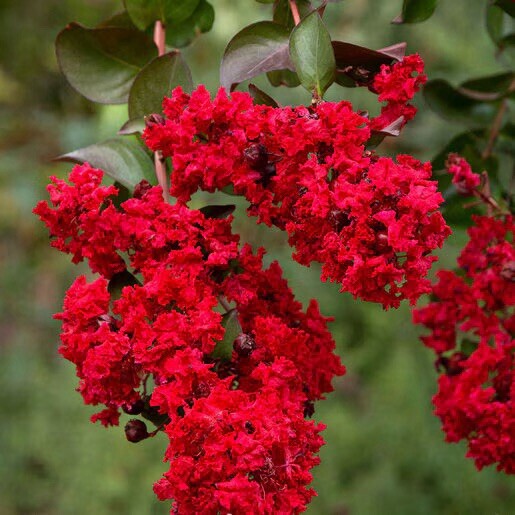 DYNAMITE CRAPE MYRTLE 3-4’ Tree Deep Red Blooms Beautiful Flowering Hardy Tree DYNAMITE CRAPE MYRTLE 3-4’ Tree Deep Red Blooms Beautiful Flowering Hardy Tree