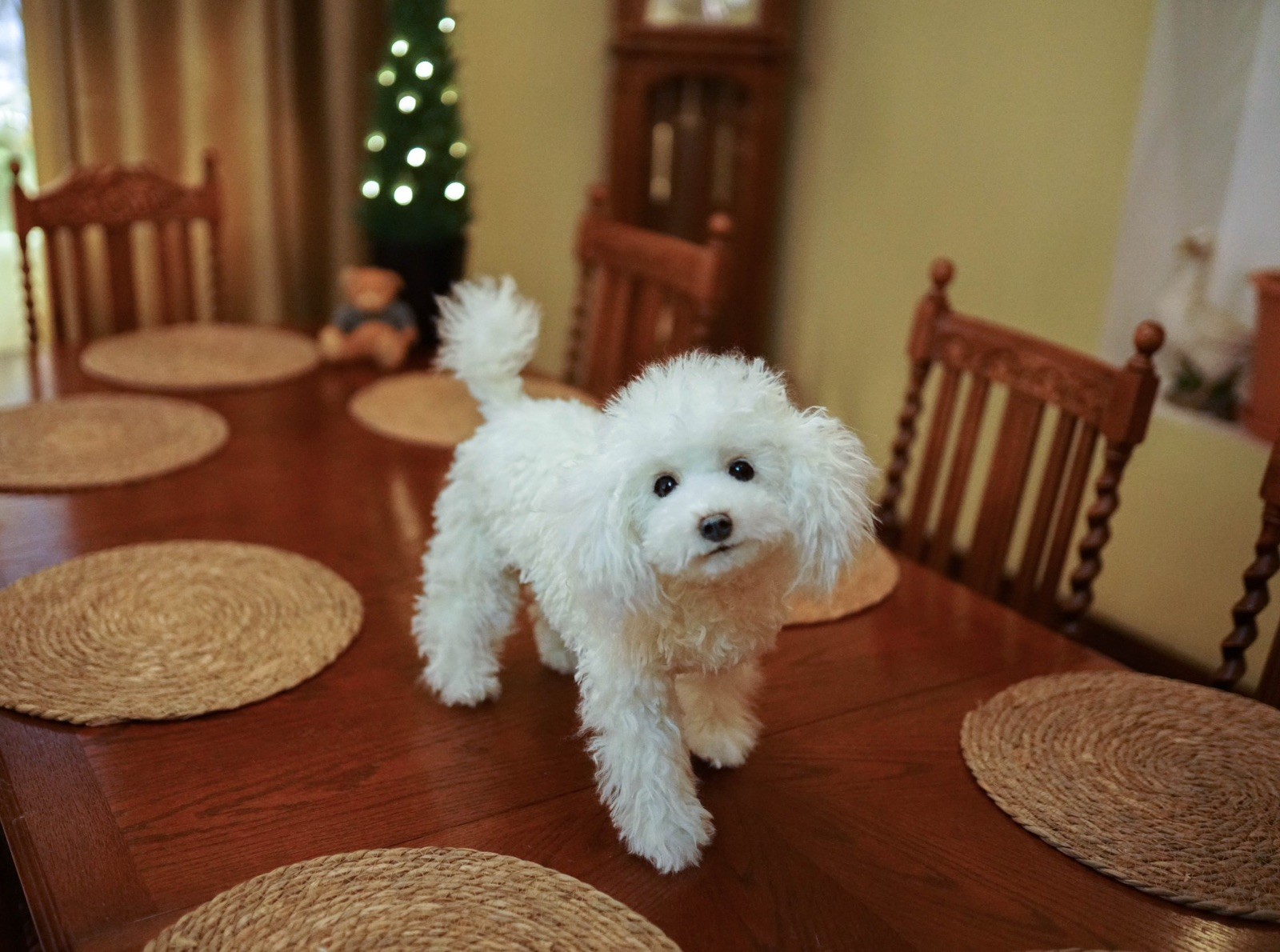OAAK Realistic Life Size Poodle Puppy Dog Artist Soft Sculpture Decor OAAK Realistic Life Size Poodle Puppy Dog Artist Soft Sculpture Decor