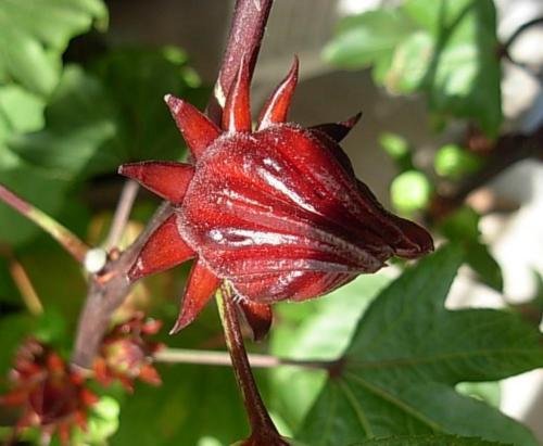 Hibiscus flower herbal Tea 100 tea bags Organic Healthy delicious tea 
