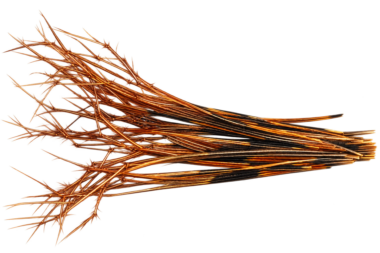 Double Knotted pheasant tail legs  , Natural , Black, 50 pieces ,