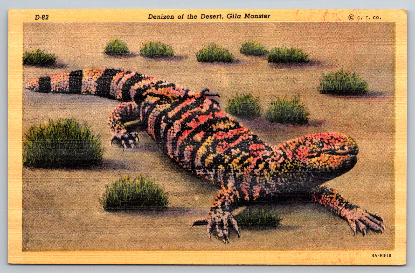 c1940s Gila Monster Denizen Desert Tucson Phoenix Arizona Postcard c1940s Gila Monster Denizen Desert Tucson Phoenix Arizona Postcard