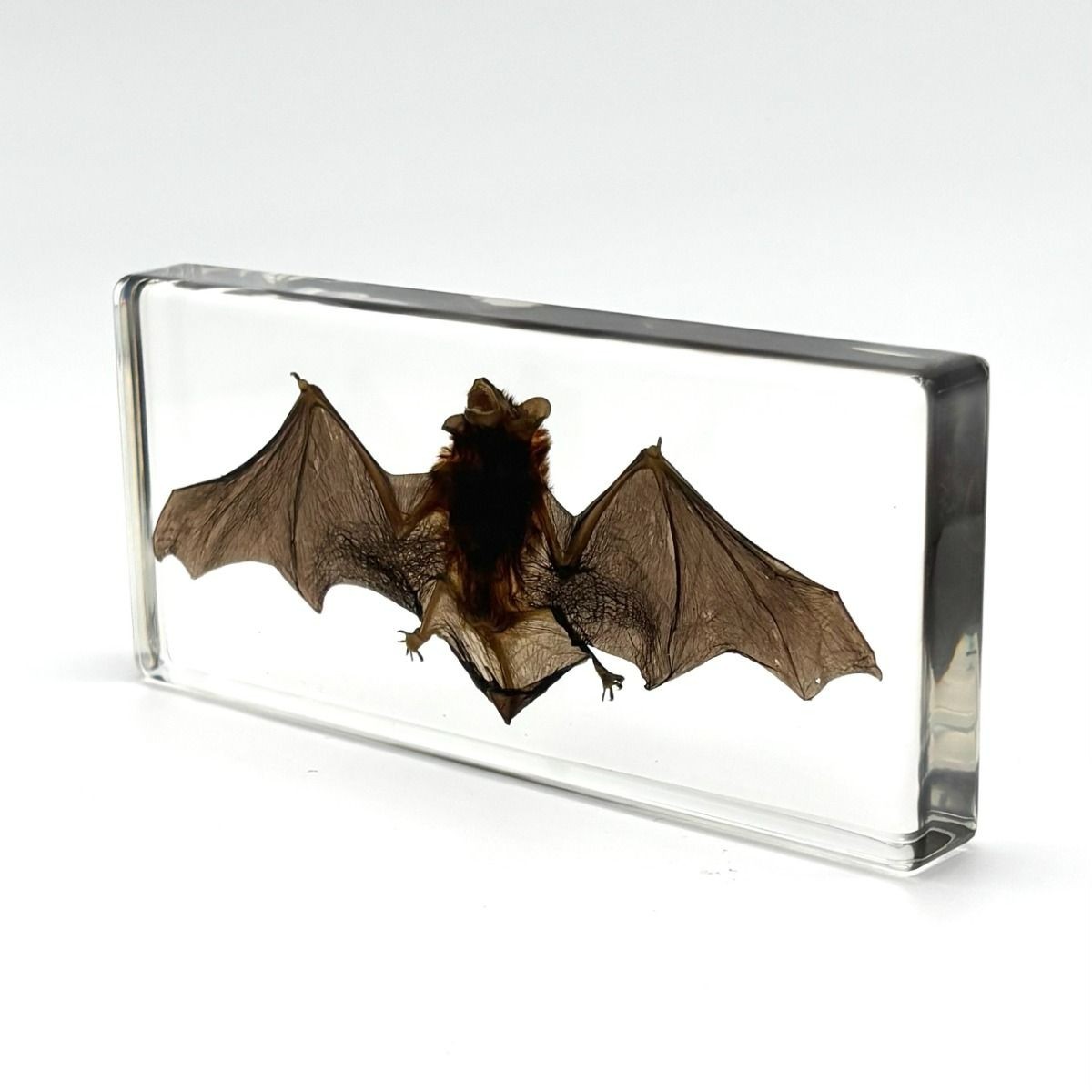 Real Bat In Resin Block Bat Oddities Weird Strange Odd Creepy Bizarre Mystical
