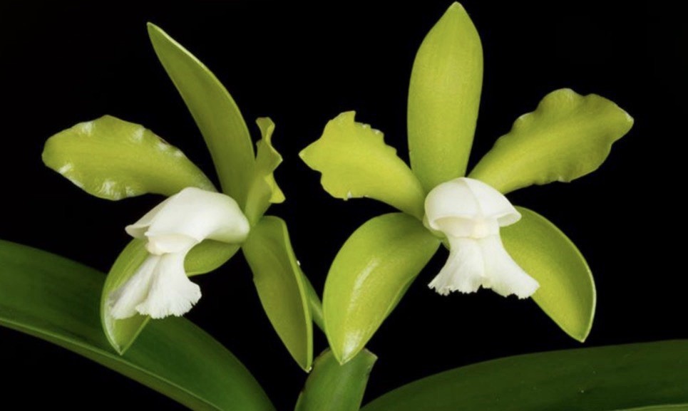 Cattleya tigrina v. alba x sib ('Too Good' x 'Super Nice') 5” Pot - Fragrant