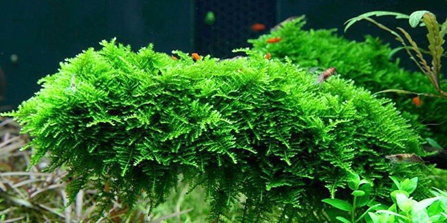 2x2 Inch Portion Of Christmas Moss Live Aquarium Plants Great For Shrimp Tanks