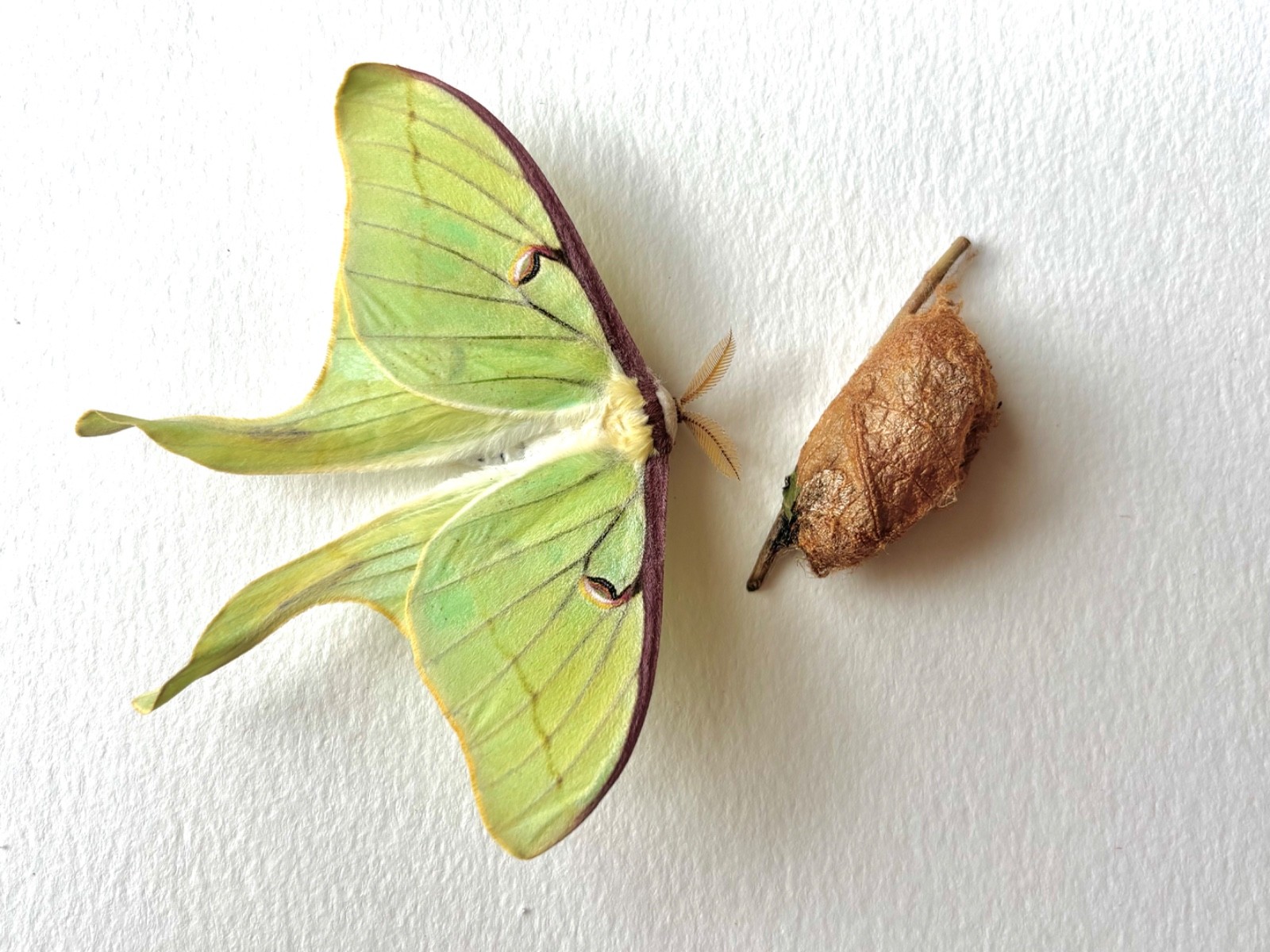 LIVE - Luna Moth *Cocoon* (In Diapause) Encased in Silk - $15/ea. LIVE - Luna Moth *Cocoon* (In Diapause) Encased in Silk - $15/ea.