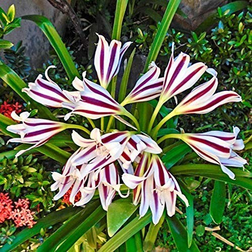 Pretty Imported Double Crinum Lily Whitepurple Colour Flower Bulb Pack Of 2 Bulb