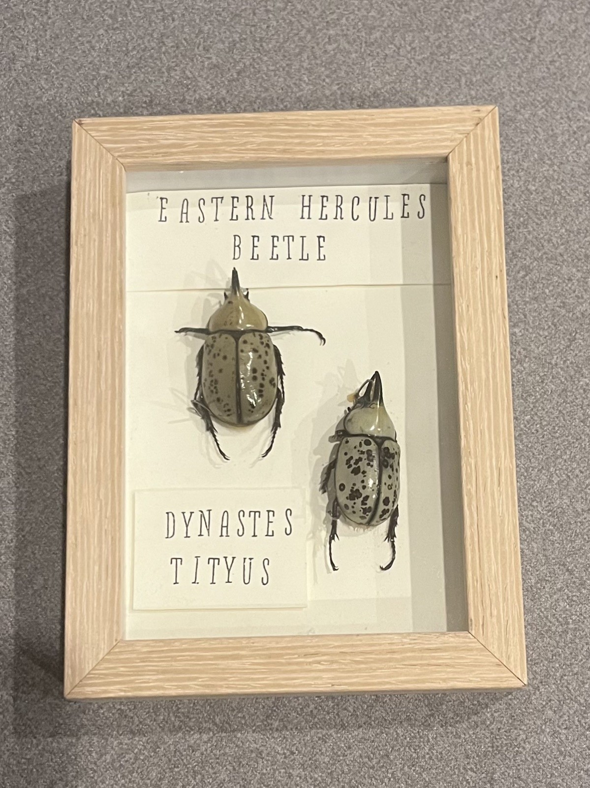 2 Real Eastern Hercules Beetle (Dynastes tityus) Dried Specimen FRAMED 