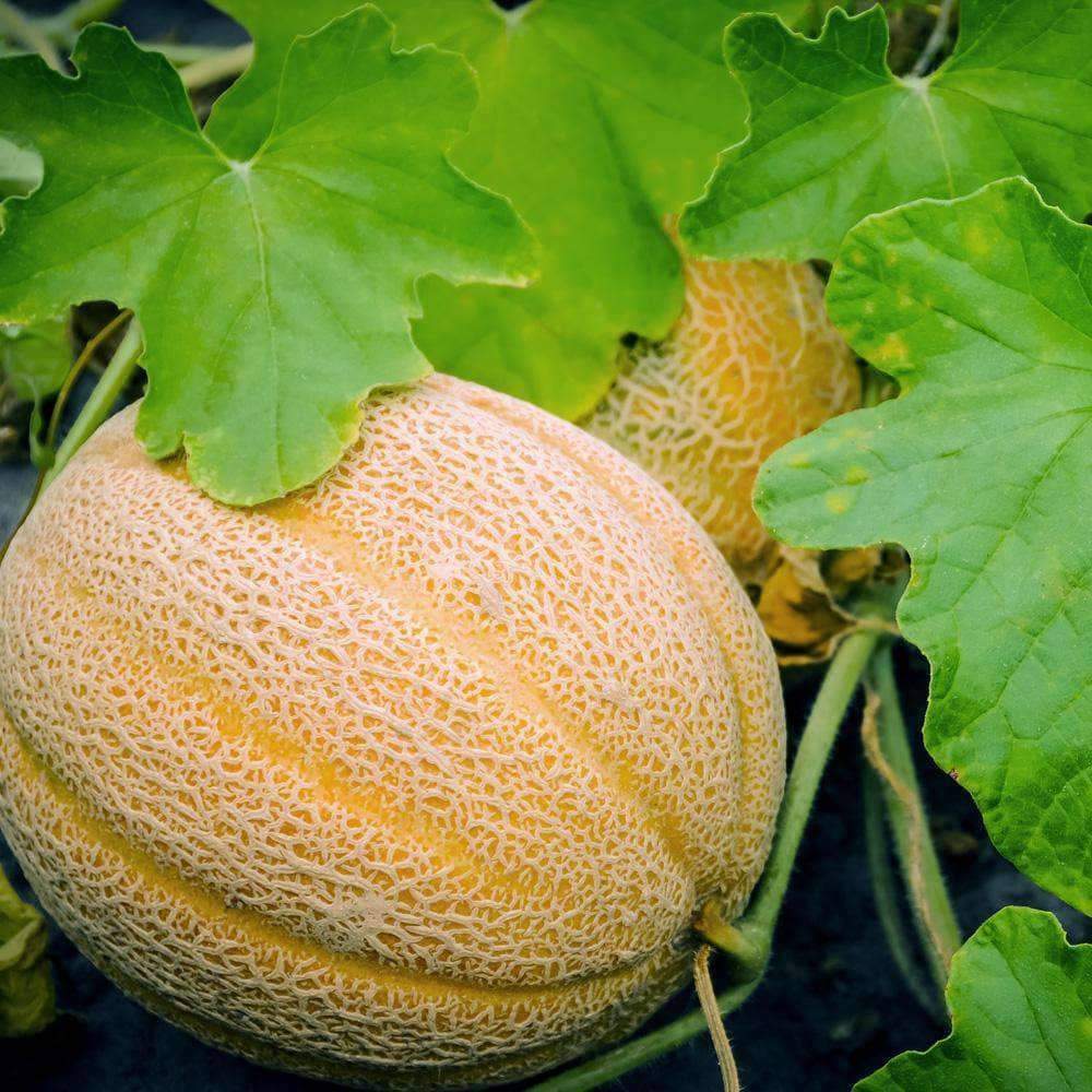 Hales Best Jumbo Melon Seeds, NON-GMO, Cantaloupe, Muskmelon, 