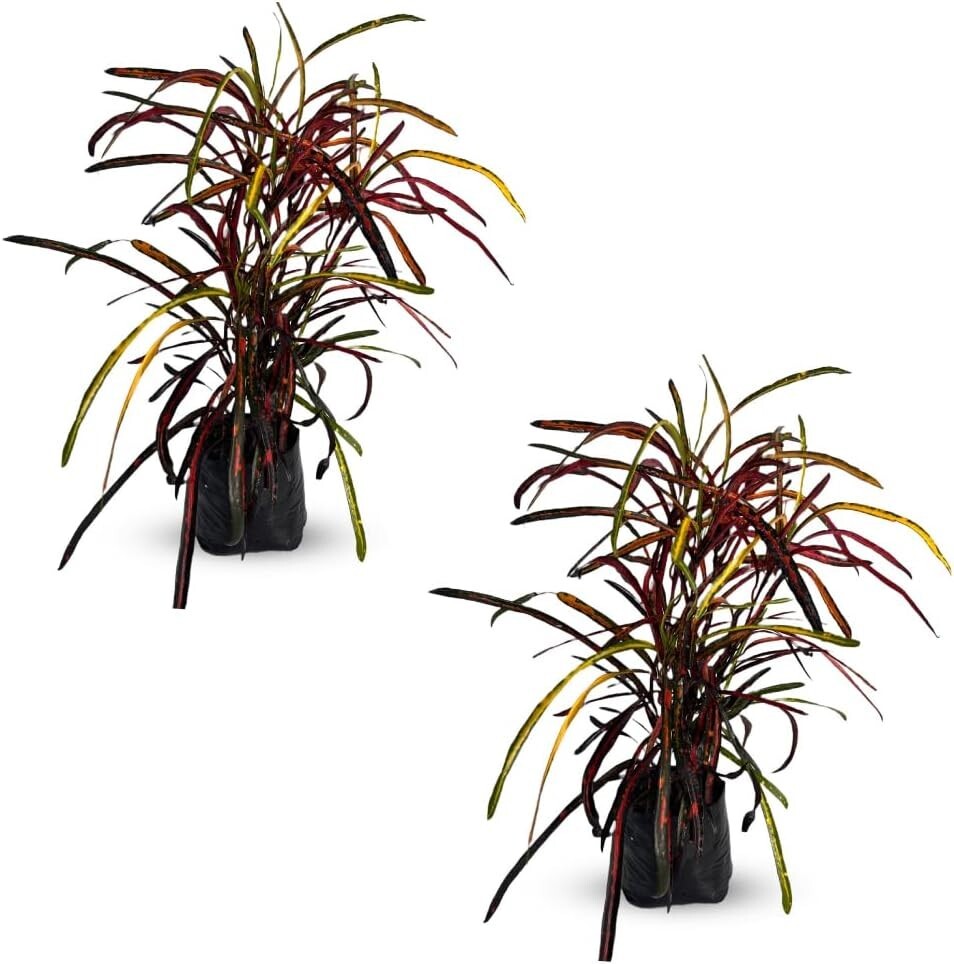 Crotton Zanzibar (Pack of 2) | Tropical Zanzibar Paintbrush Live Indoor Plant