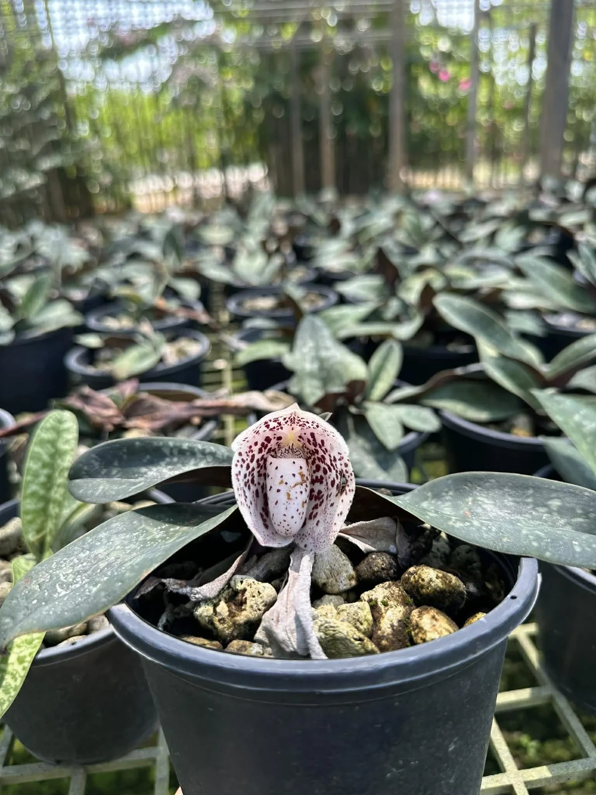 Hybrid Paphiopedilum Bellatulum – Rare Spotted Lady Slipper Orchid