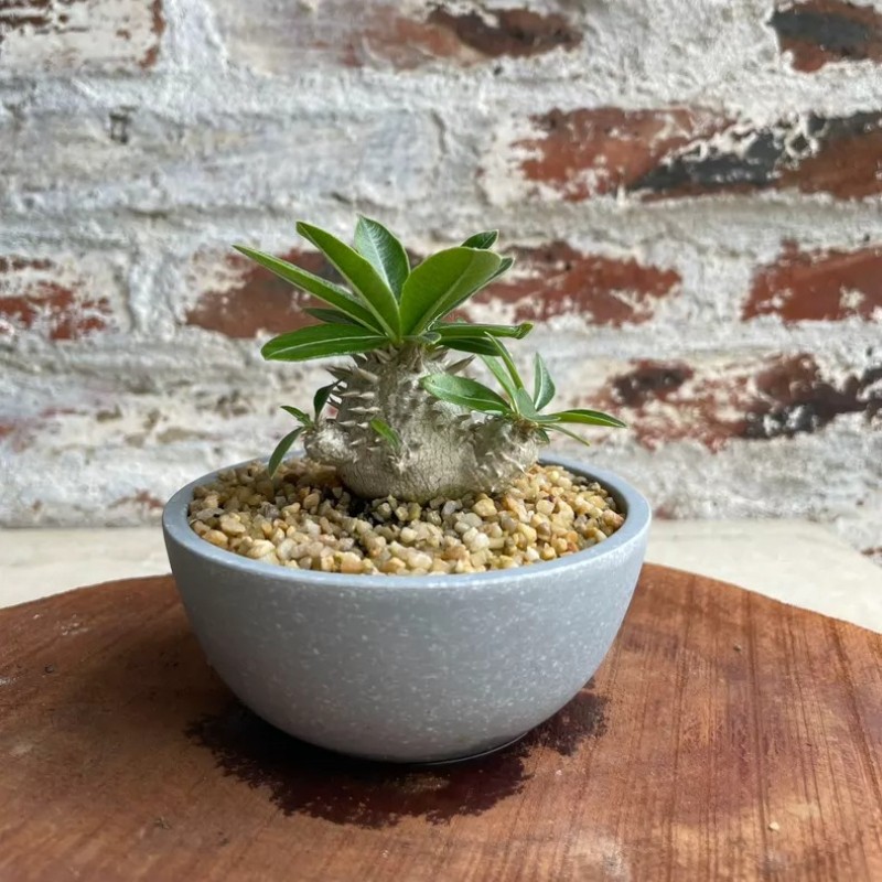 3-4CM Pachypodium Brevicaule X Densiflorum Apocynaceae Succulent Cactus Plant