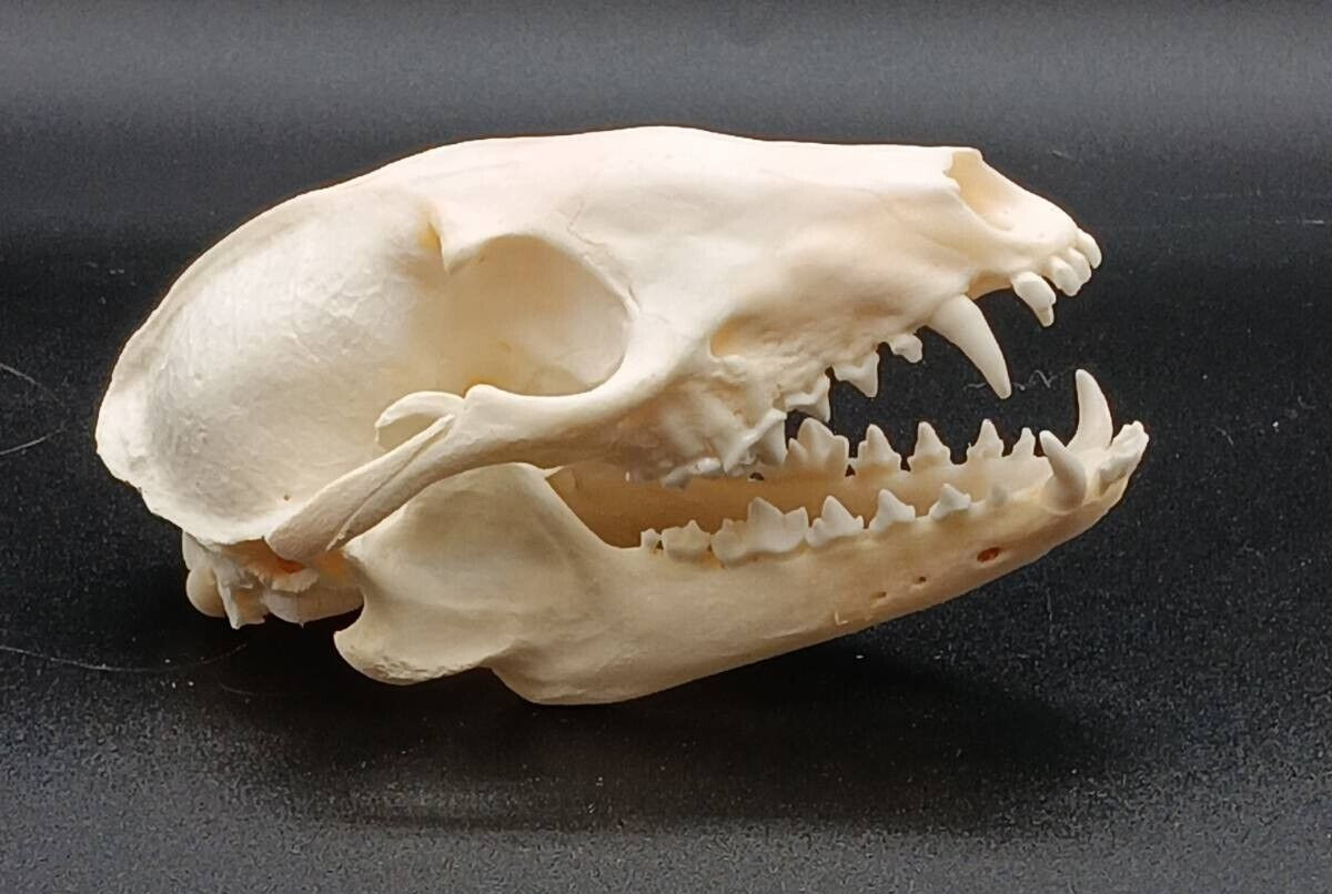 Real Fox Skull Taxidermy Animal Specimen Real Skull Specimen Raccoon Coyote Real Fox Skull Taxidermy Animal Specimen Real Skull Specimen Raccoon Coyote