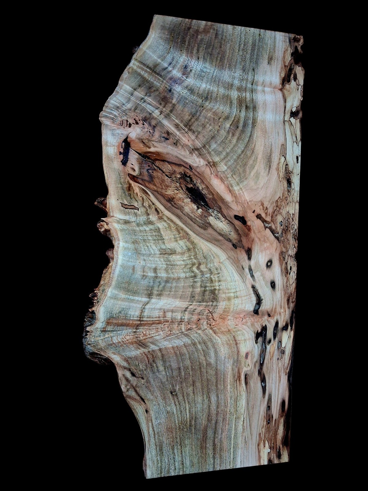 XL Wicked Wormy Ambrosia MAPLE  BURL Wood Slab Craft/Turning wood EPOXY WOOD 