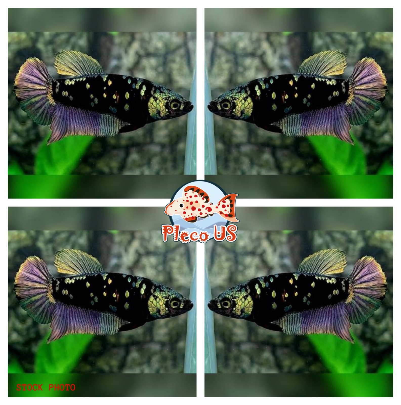 Live Betta Fish HMPK Black Copper For Sorority/Breed - USA Seller