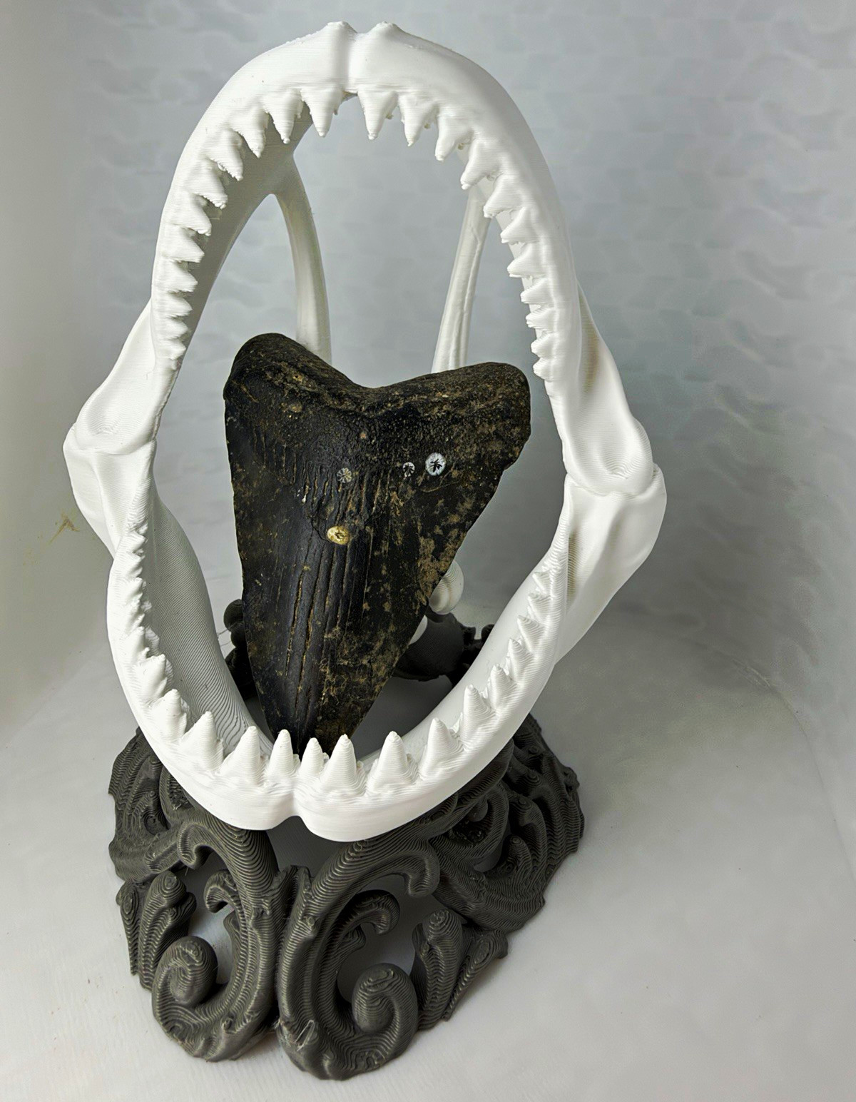Large Fossil Shark Tooth Display Stand with Shark Jaw Frame on Gray Base