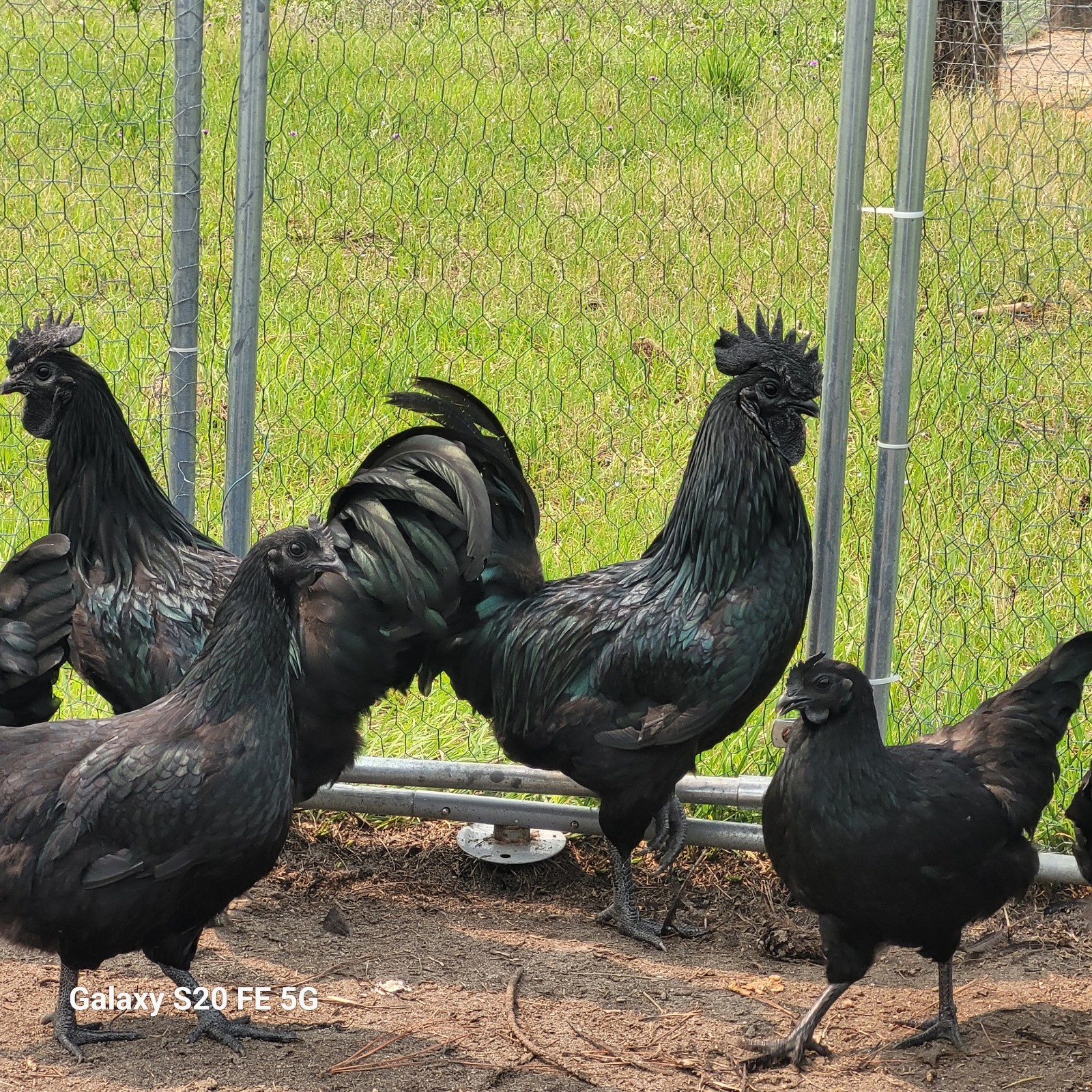 12+ Fertile pure Ayam Cemani Hatching Eggs 