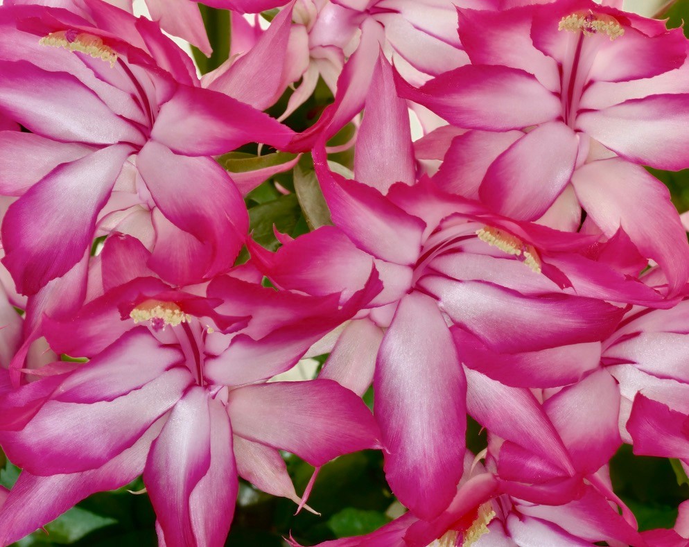 Schlumbergera orssichiana - rare species 