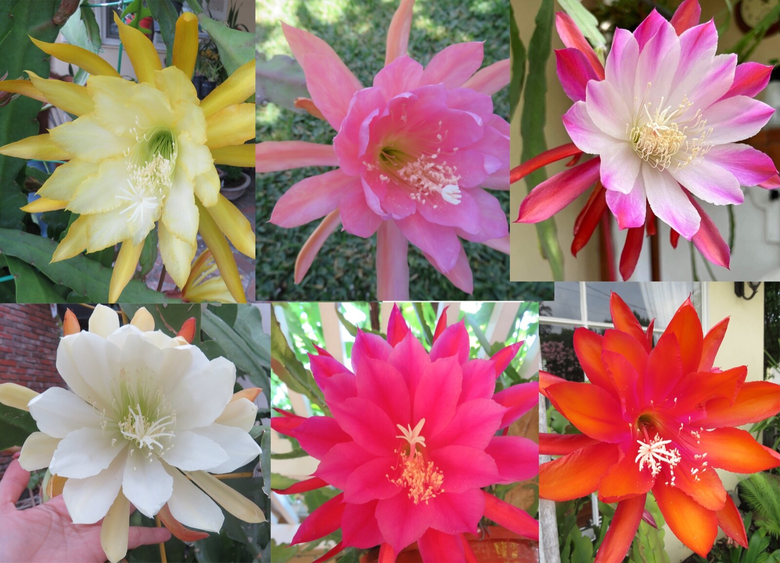 Epiphyllum Orchid Set of 6 cuttings 6-8 inch Cactus Mix colors and Varieties