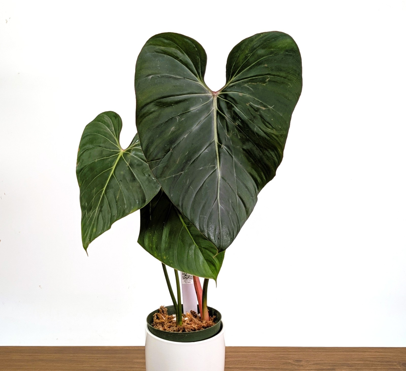 Philodendron Pink Glory in 6 Philodendron Pink Glory in 6