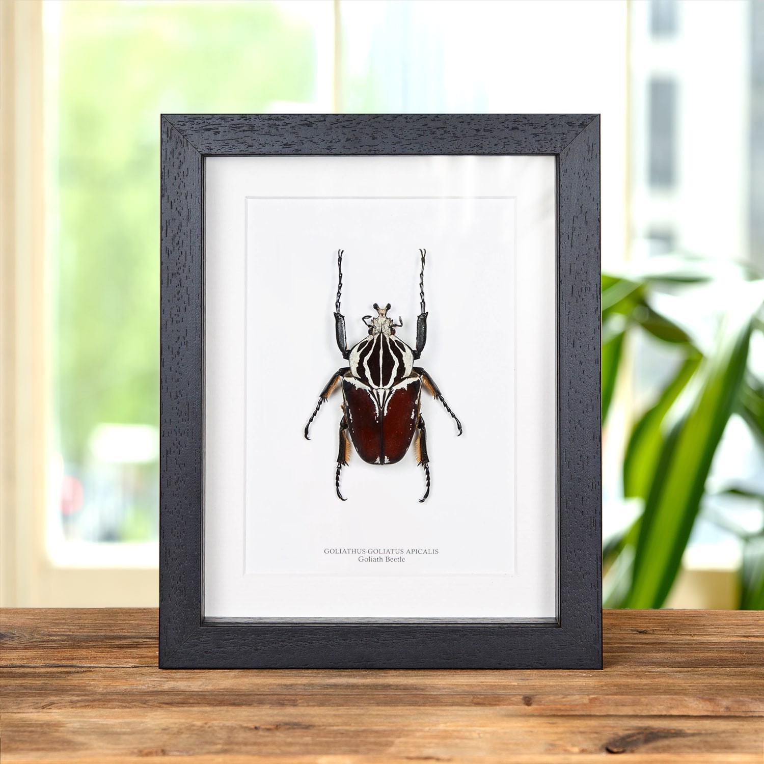 Goliath Taxidermy Beetle Frame (Goliathus goliatus apicalis)