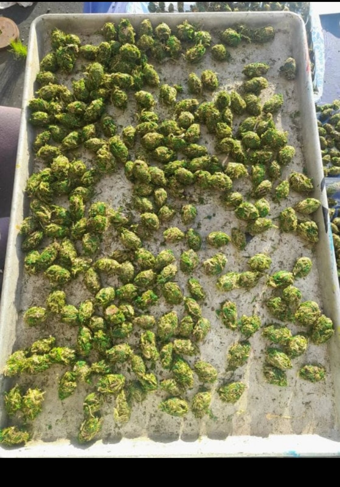 500 Fake Nug Replicas by CarlosPxyz FAKE BUDS