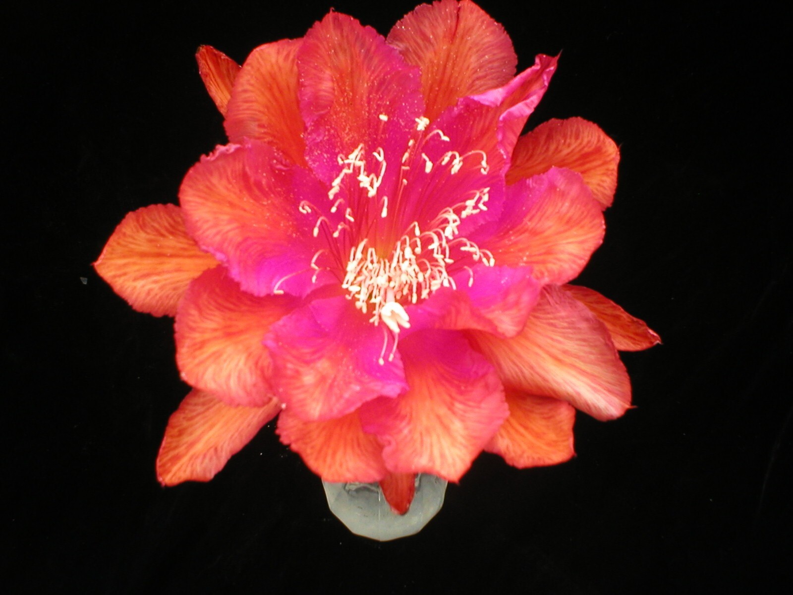 Epiphyllum, Orchid Cactus, \