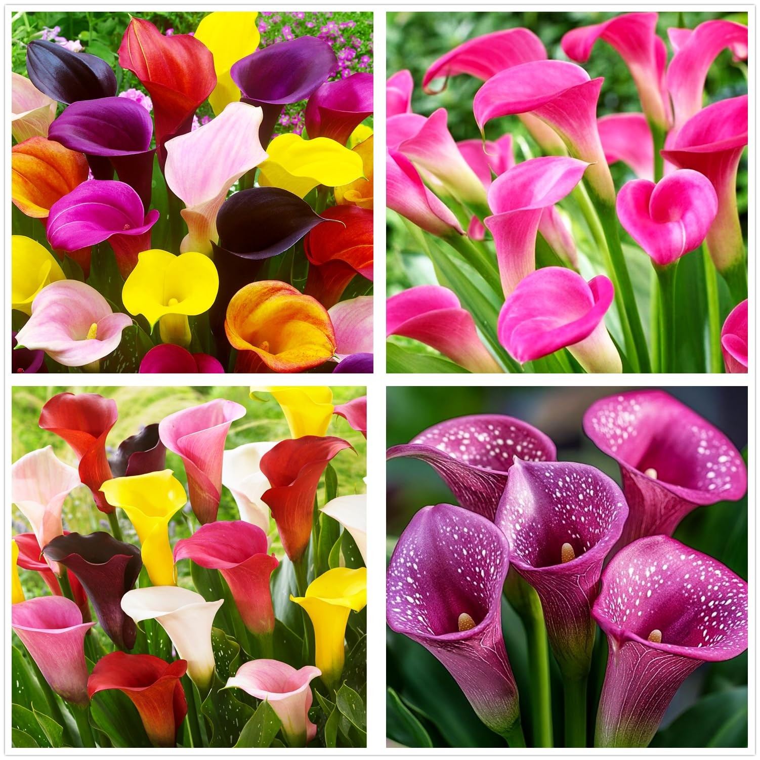 Rare 100Pcs White Pink Red Purple Calla Lily Seeds Beautiful Flowers purple Rare 100Pcs White Pink Red Purple Calla Lily Seeds Beautiful Flowers purple