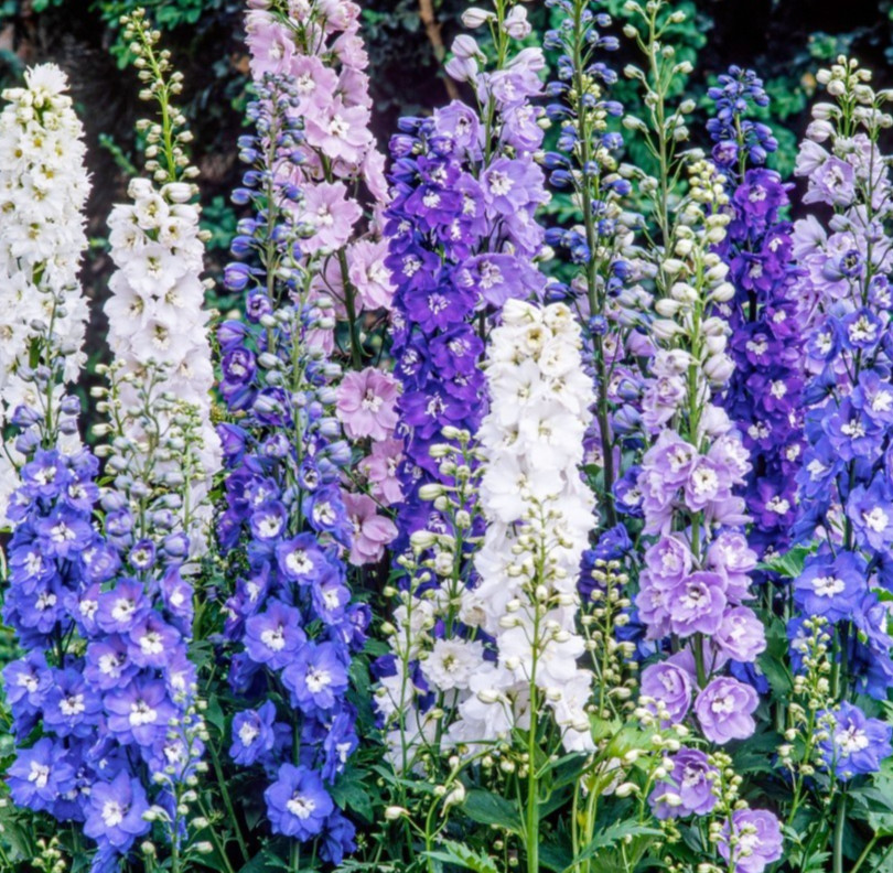 LARKSPUR SEEDS 200+ \