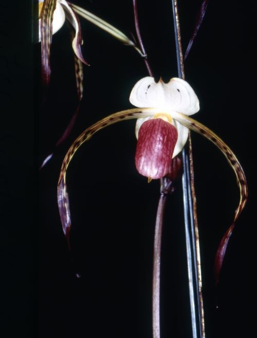 Orchids paphiopedilum Lady Isobel Orchids paphiopedilum Lady Isobel