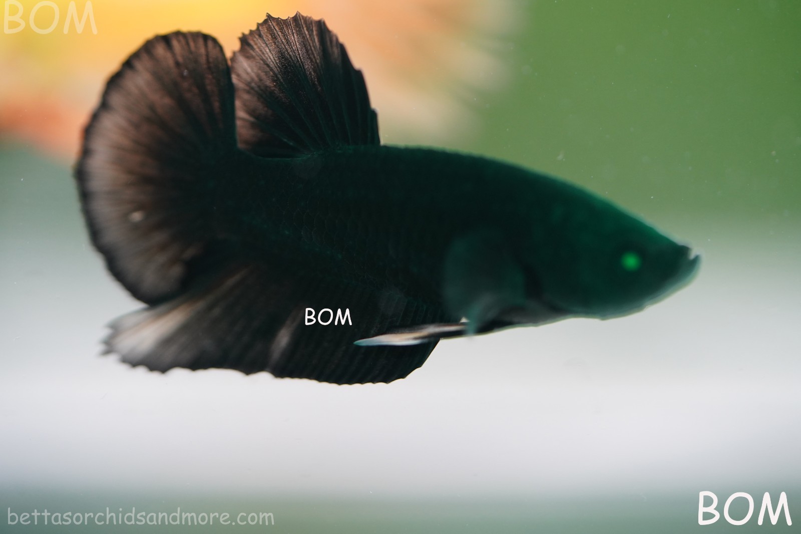 ULTRA RARE HULK  IGREEN EYED BETTA MALE HMPK GOLDEN GHOST EMERALD | BOM-B278