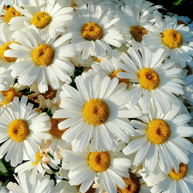 Shasta Daisy Seeds | Heirloom / Non-GMO |  | Flower Seeds | 1178