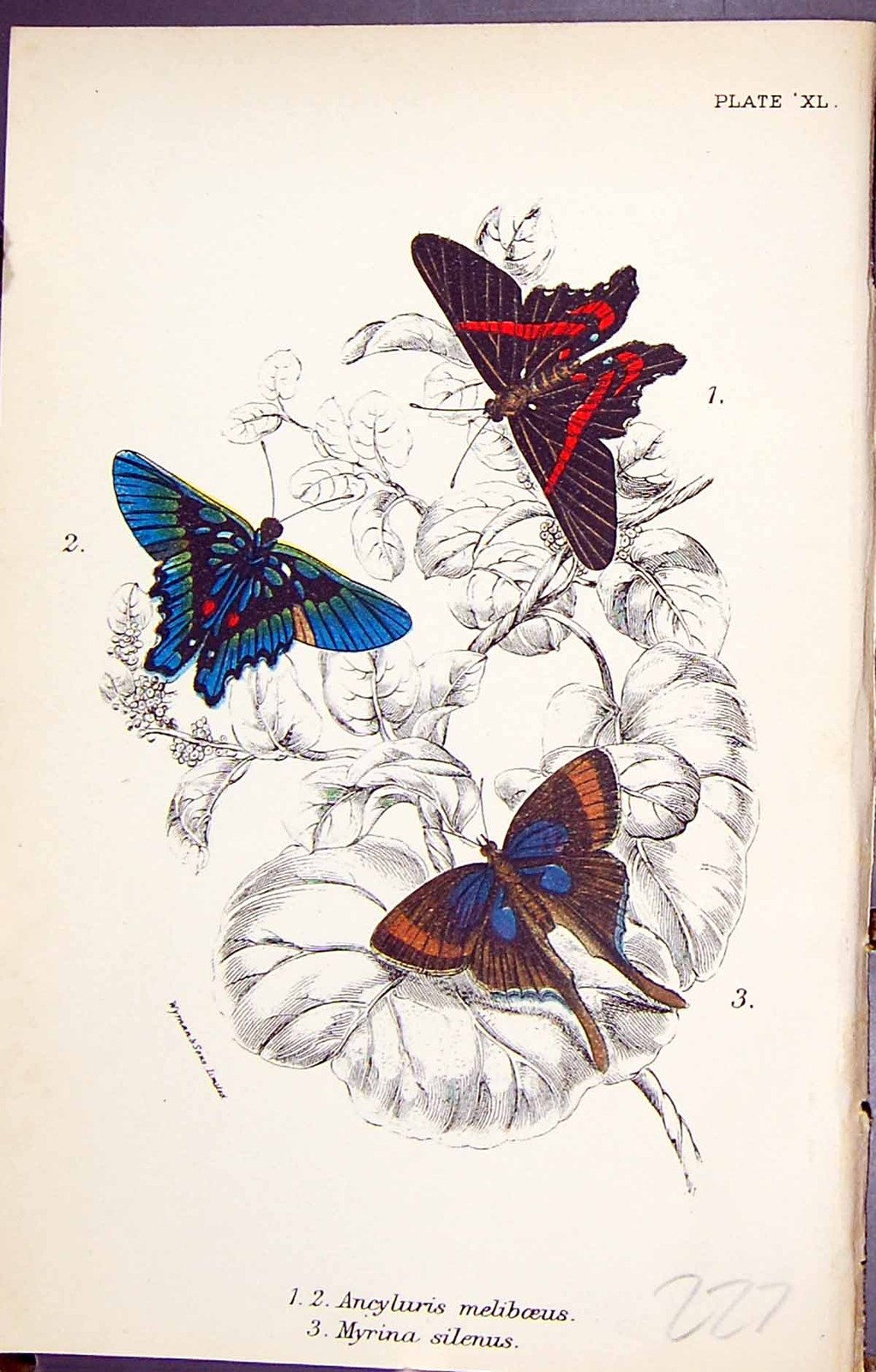 Old Print Ancyluris Meliboeus Myrina Silenus Butterflies 1896 Lloyd Kirby 19th Old Print Ancyluris Meliboeus Myrina Silenus Butterflies 1896 Lloyd Kirby 19th