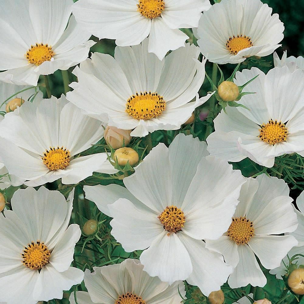 Cosmos Purity Seeds 100 Ct White Flower USA SELLER  BUTTERFLIES