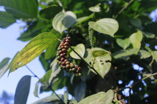Black Beauty Peppercorn {Piper nigrum}| Organic Heirloom 10 Seeds 