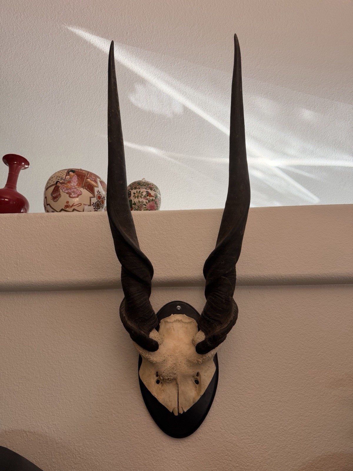 Common Eland Bull Horns And Skull Mount 27” Spiral Horns African Taxidermy Troph